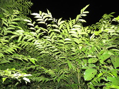 Cycloptera speculata