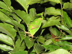 Cycloptera speculata