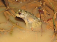 Leptodactylus knudseni