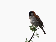Passer motitensis