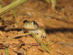 Leptodactylus knudseni