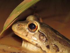 Leptodactylus knudseni