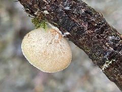 Crepidotus badiofloccosus