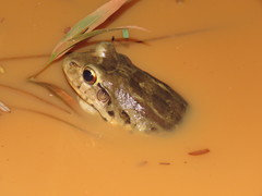 Leptodactylus knudseni