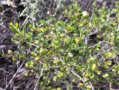 Dodonaea bursariifolia