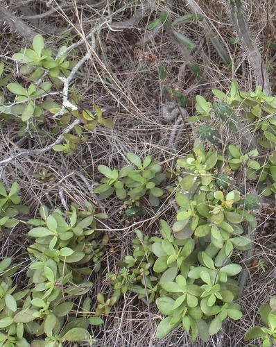 Crassula cultrata