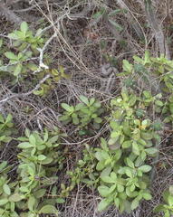 Crassula cultrata