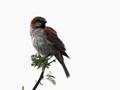 Passer motitensis