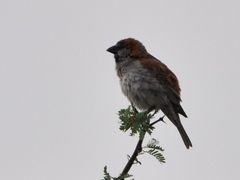 Passer motitensis