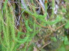 Lateristachys lateralis