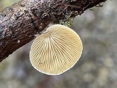 Crepidotus badiofloccosus