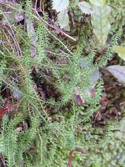 Lateristachys lateralis