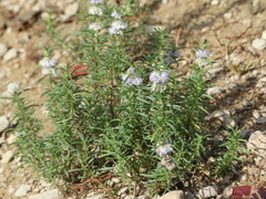 Mentha cervina
