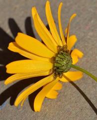 Ursinia calenduliflora
