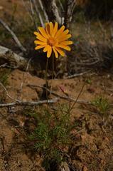 Ursinia calenduliflora