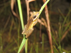 Scinax fuscomarginatus