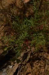 Ursinia calenduliflora