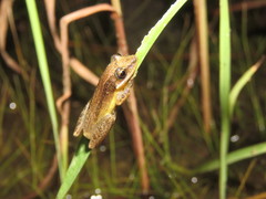 Scinax fuscomarginatus
