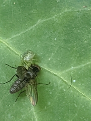 Diptera