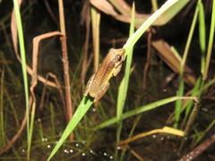 Scinax fuscomarginatus