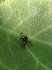 Diptera