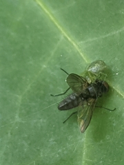 Diptera