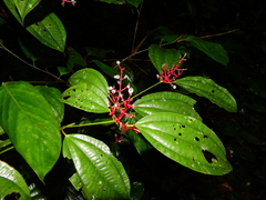 Miconia lateriflora