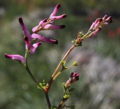 Fumaria muralis muralis