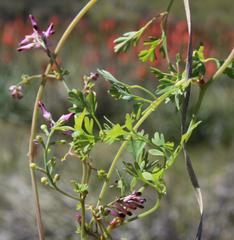 Fumaria muralis muralis