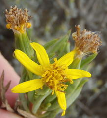 Senecio cotyledonis