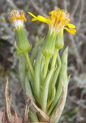 Senecio cotyledonis