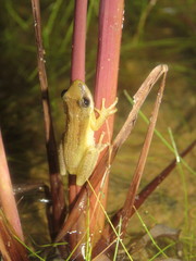 Scinax fuscomarginatus