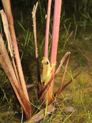Scinax fuscomarginatus