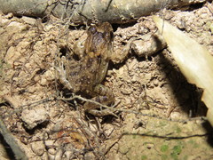 Leptodactylus leptodactyloides