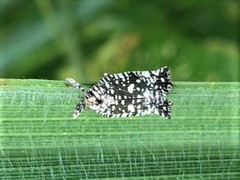 Elasmoscelis perforata