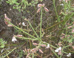 Polygala levynsiana