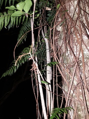 Mokopirirakau southern north island