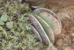 Adromischus