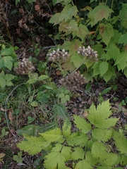 Achillea millefolium borealis
