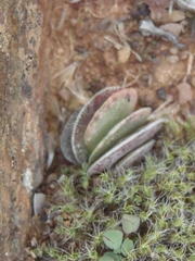Adromischus