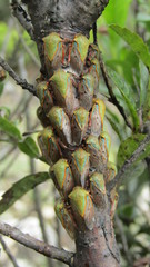 Metcalfiella