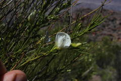 Psoralea sp18