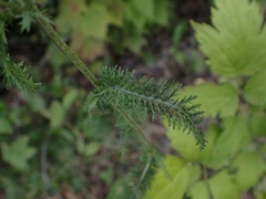 Achillea millefolium borealis