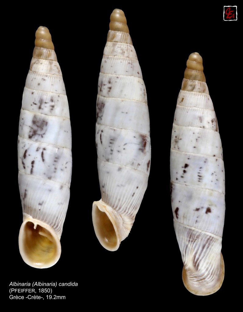 Whitish White-Door-Snail