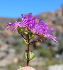 Lampranthus falcatus