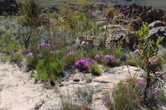 Lampranthus falcatus