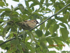 Passer montanus