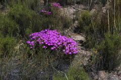 Lampranthus falcatus