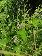 Cynanchum rostellatum