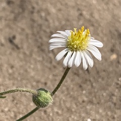 Felicia clavipilosa